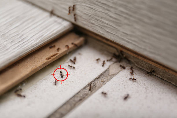 Trusted Greenacres, CA Pest Control Experts