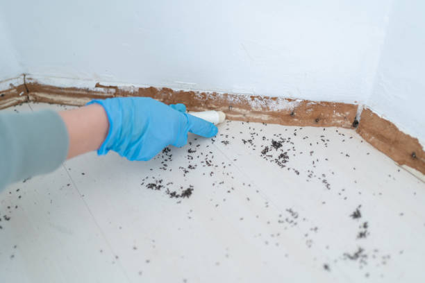 Best Mosquito Control Services  in Greenacres, CA